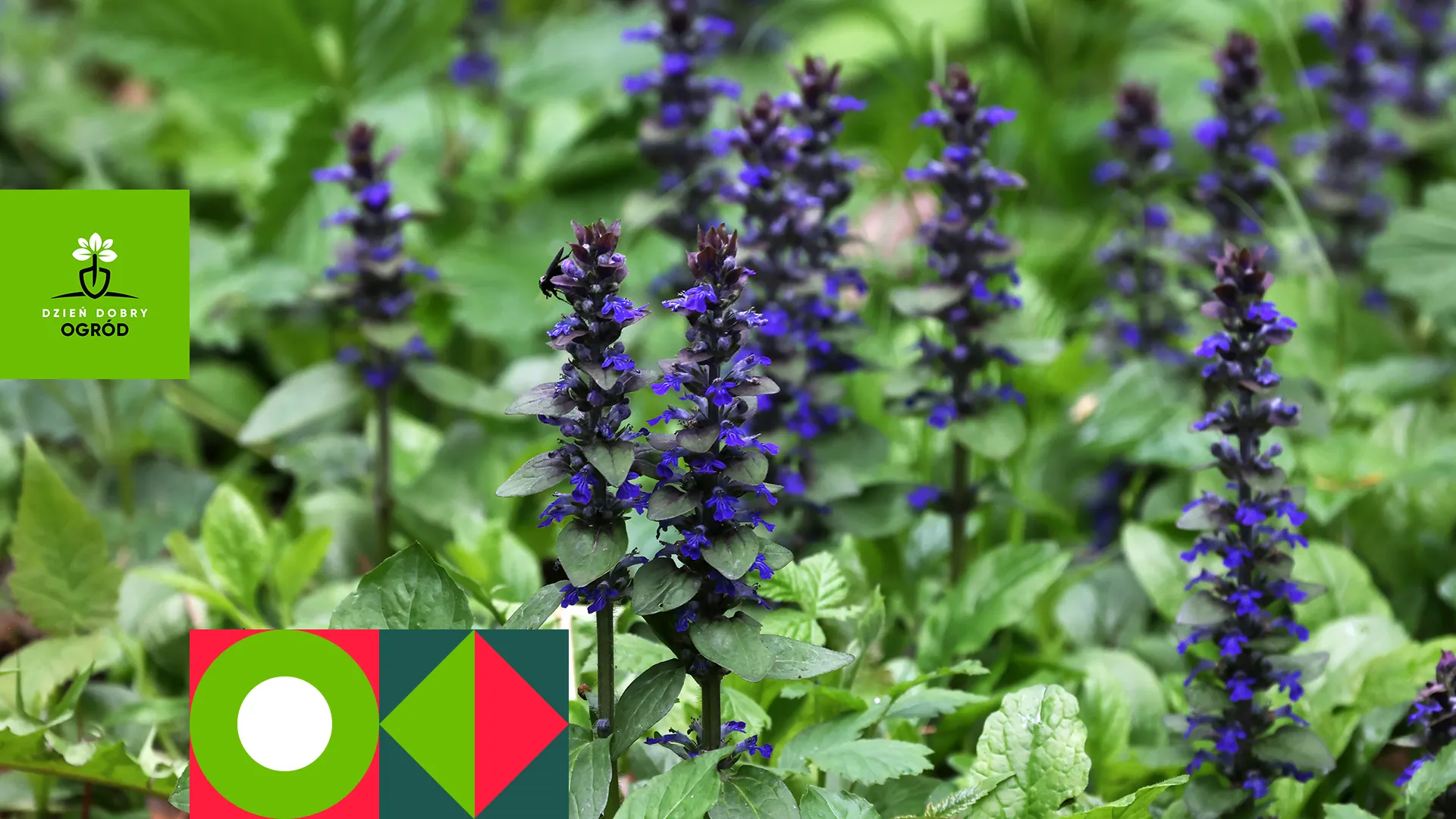 Dąbrówka rozłogowa