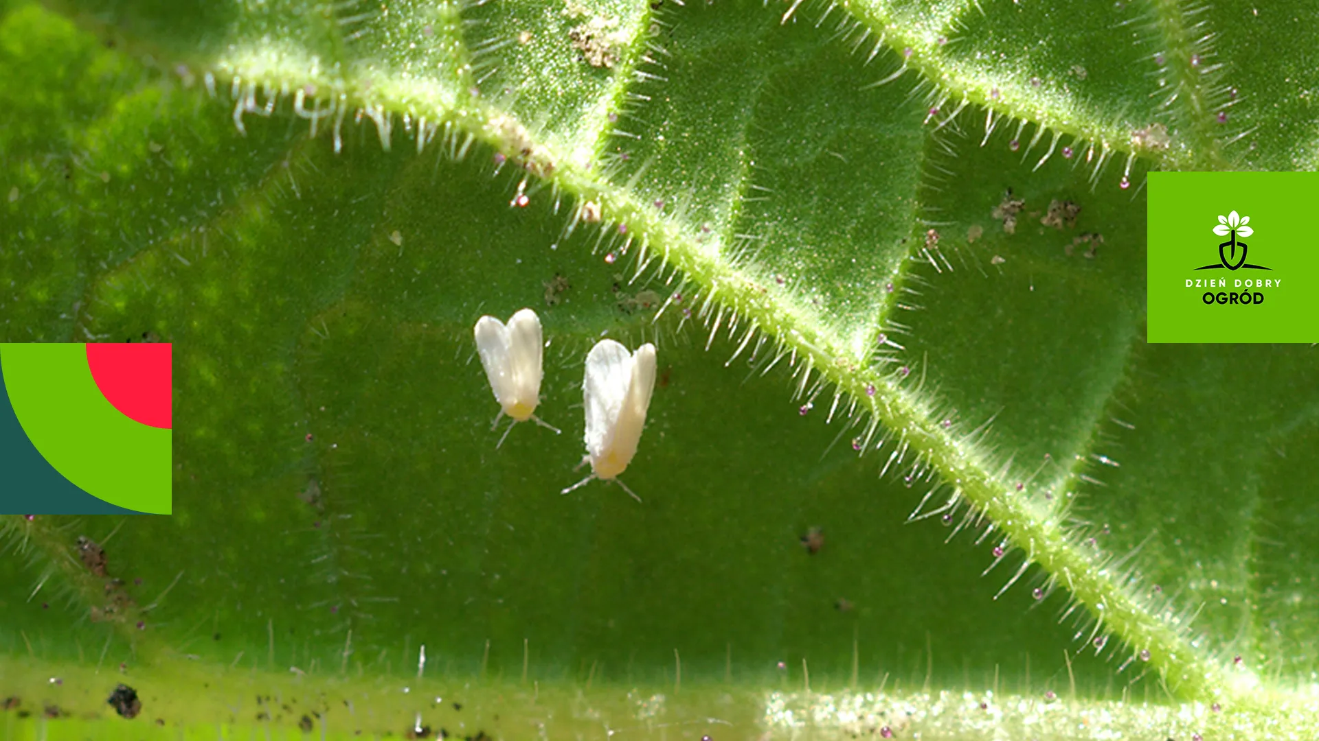 Mączlik szklarniowy