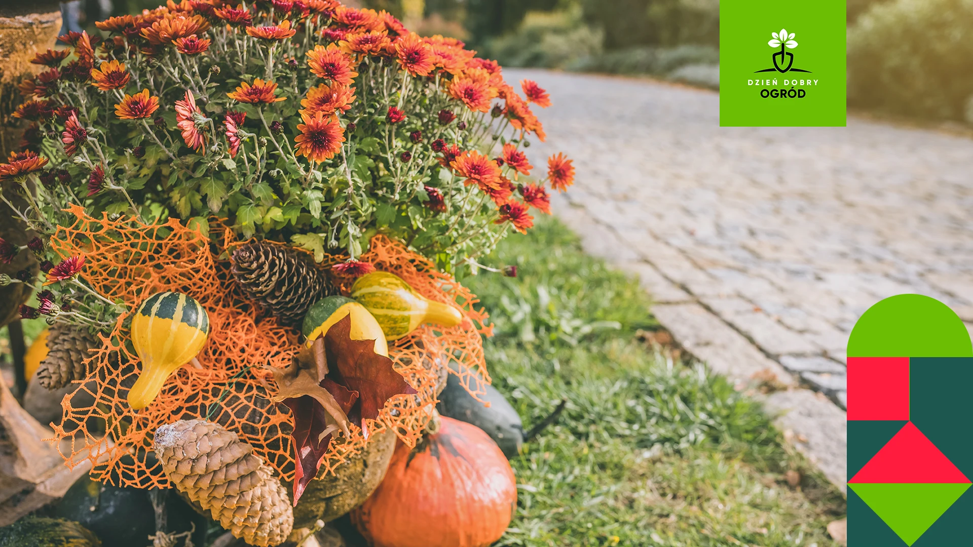 Jesienne kwiaty w ogrodzie – 5 gatunków, które zachwycają kolorami