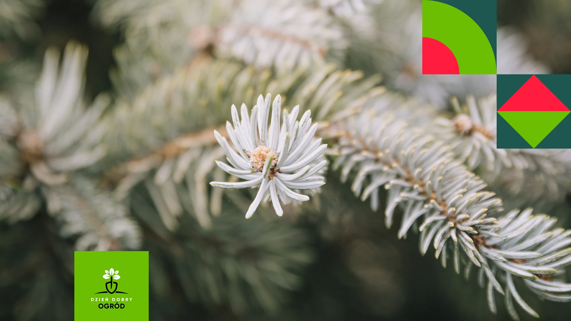 Jodła kalifornijska