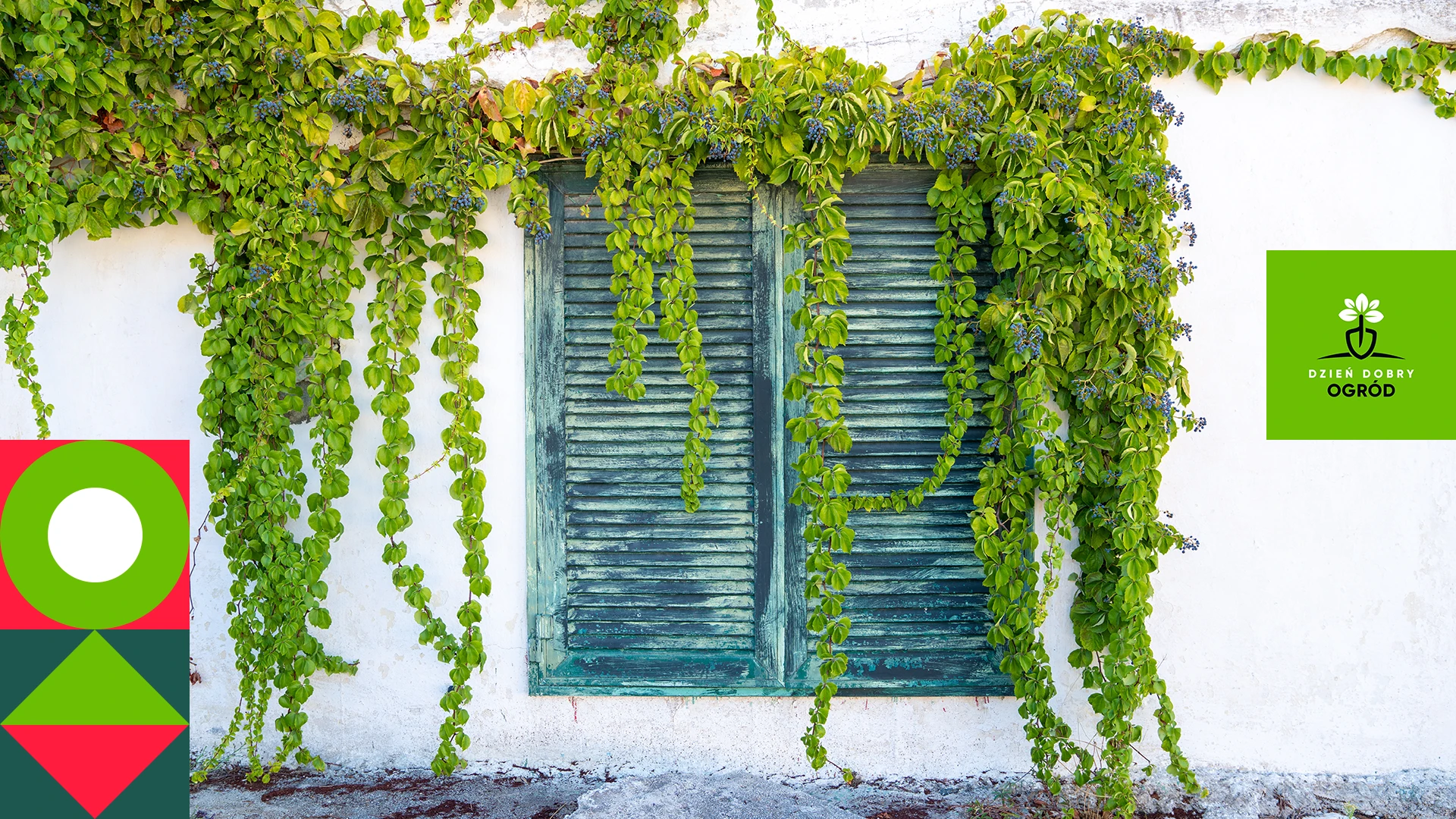 Rośliny pnące wieloletnie szybkorosnące – odmienią wygląd Twojego domu i ogrodu