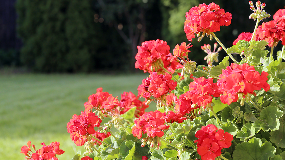 Jak przezimować pelargonie – praktyczne porady i wskazówki