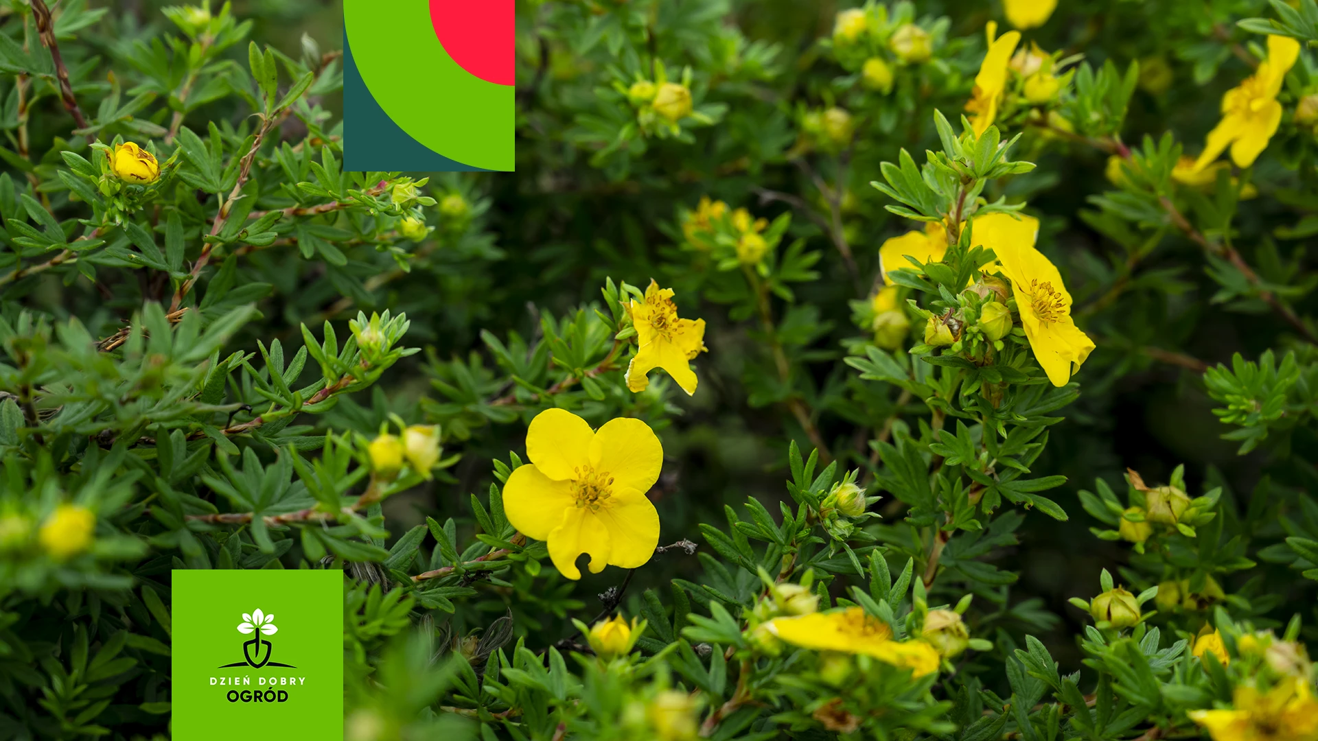 Pięciornik krzewiasty