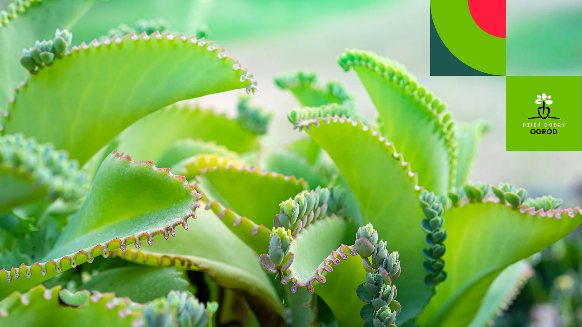 Żyworódka pierzasta