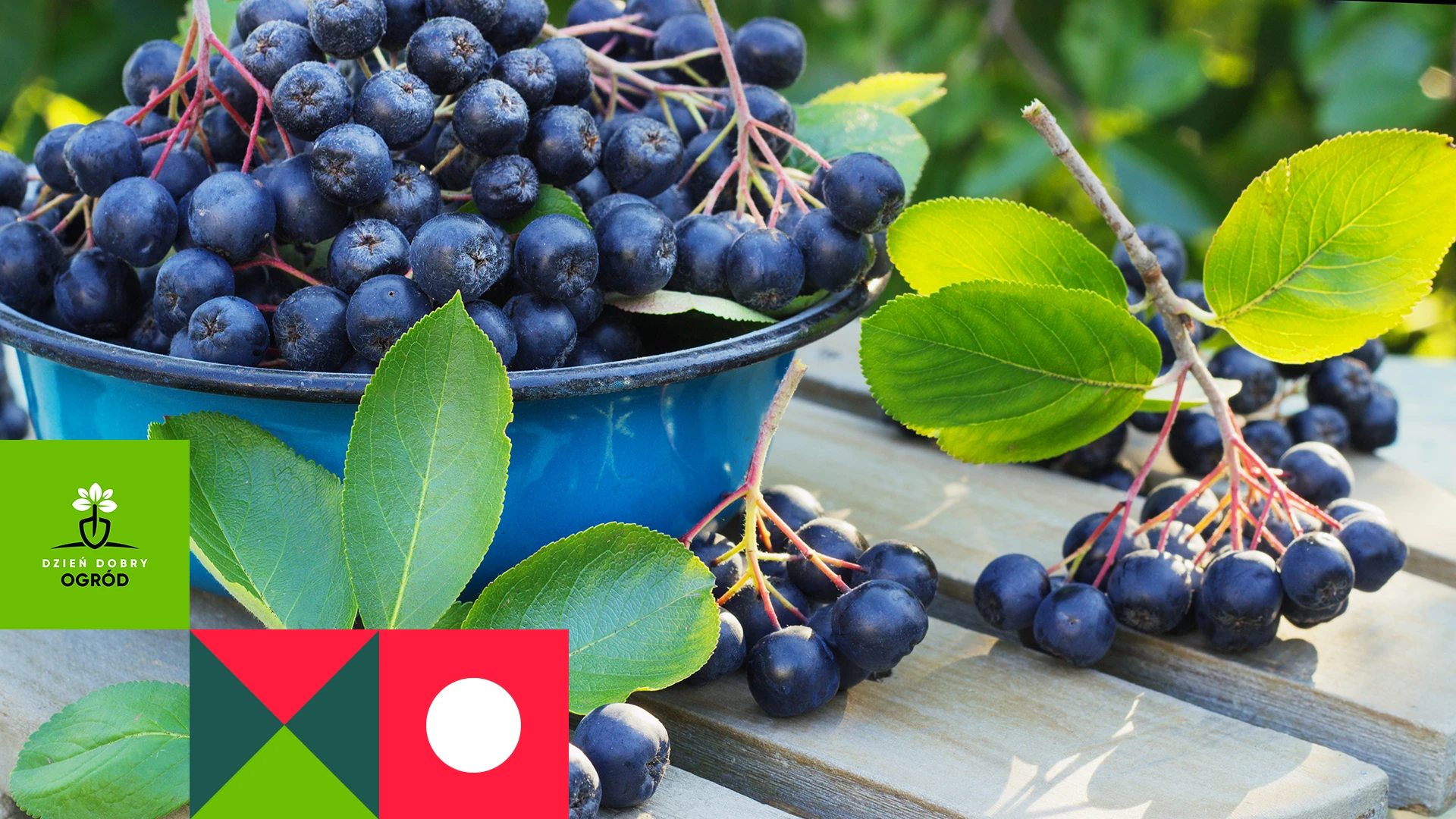 Kiedy zbierać aronię, żeby cieszyć się pysznymi owocami i przetworami?