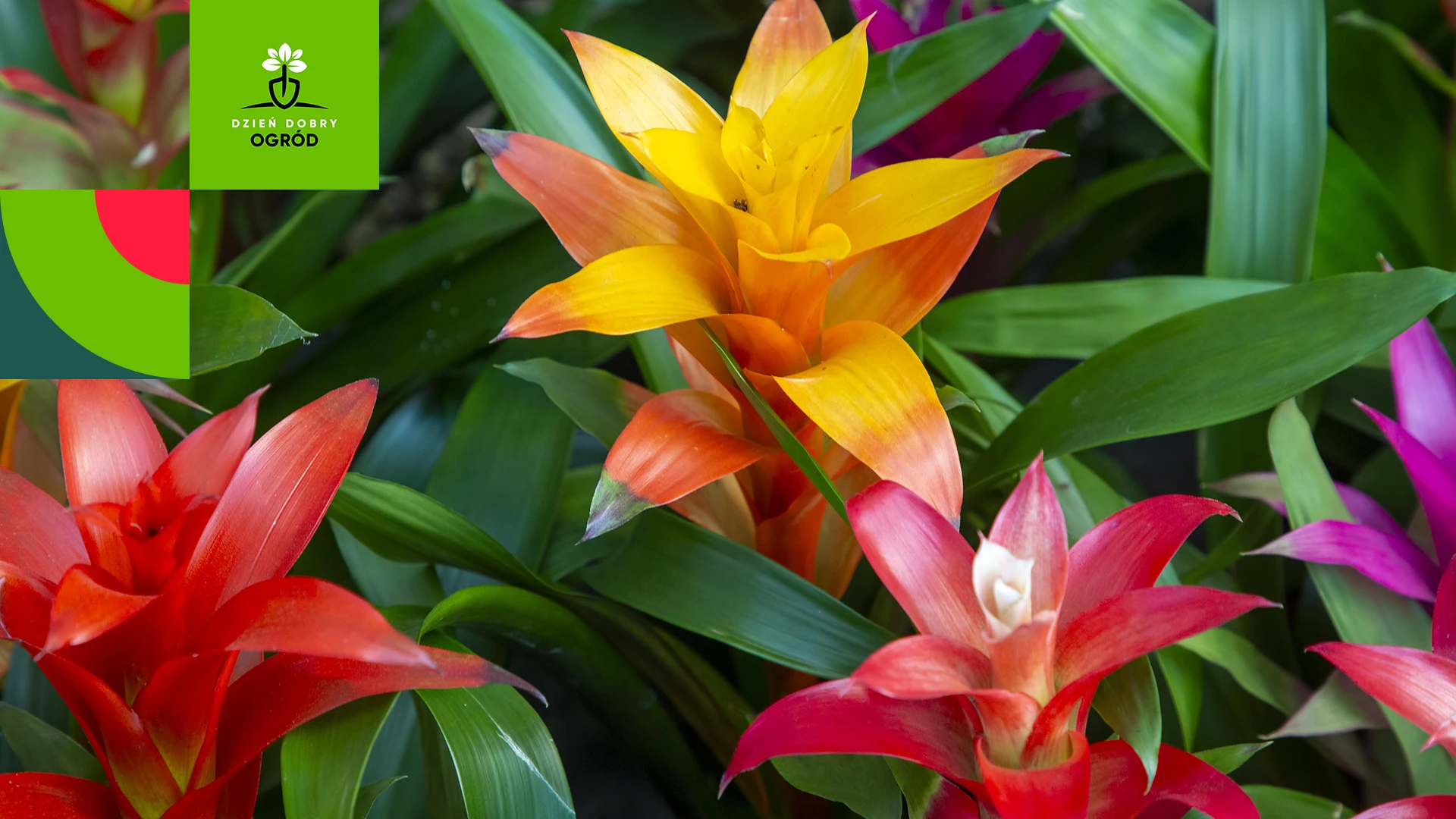 Guzmania