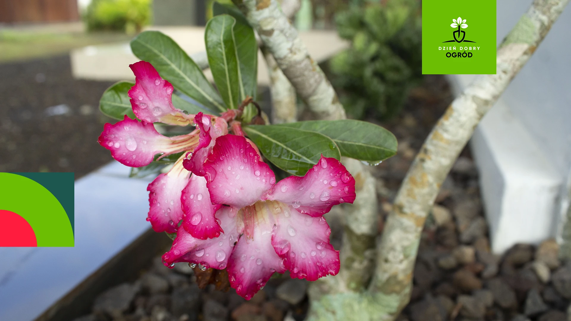 Róża pustyni (adenium opasłe)