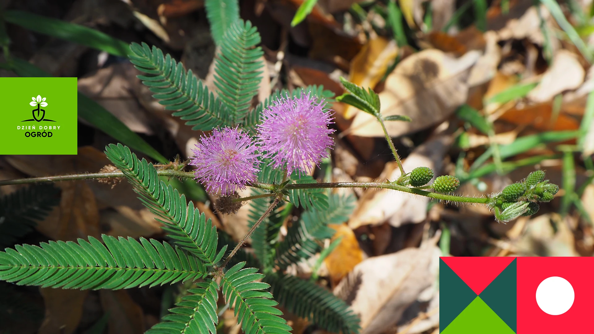 Mimoza wstydliwa (czułek wstydliwy)