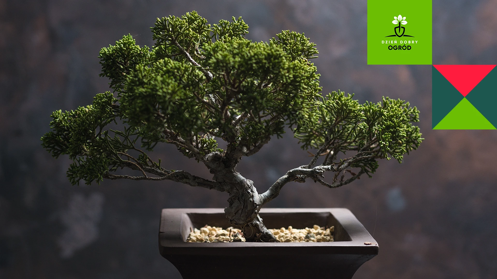 Drzewko bonsai – wymagania, gatunki, style formowania. Japoński klimat w Twoim domu