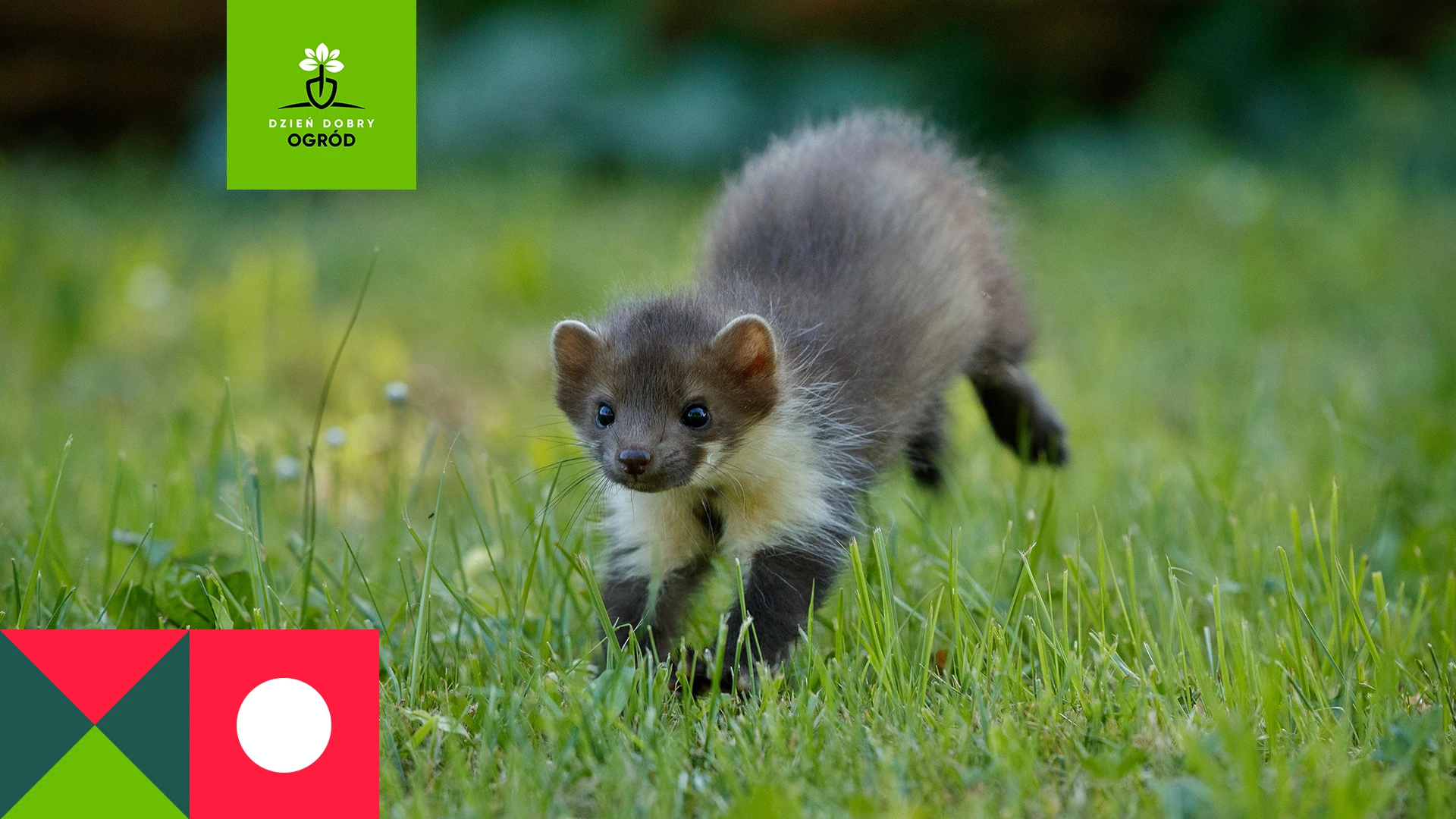 Kuna – jak się jej pozbyć?