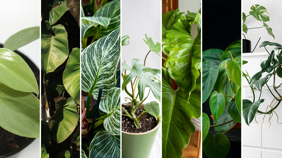 Filodendron – wymagania, uprawa i pielęgnacja tropikalnej rośliny