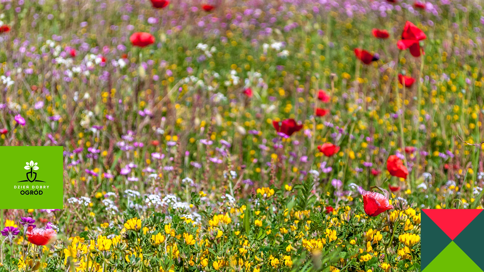 Łąka kwietna – jak zmieni Twój ogród w kolorową wyspę?