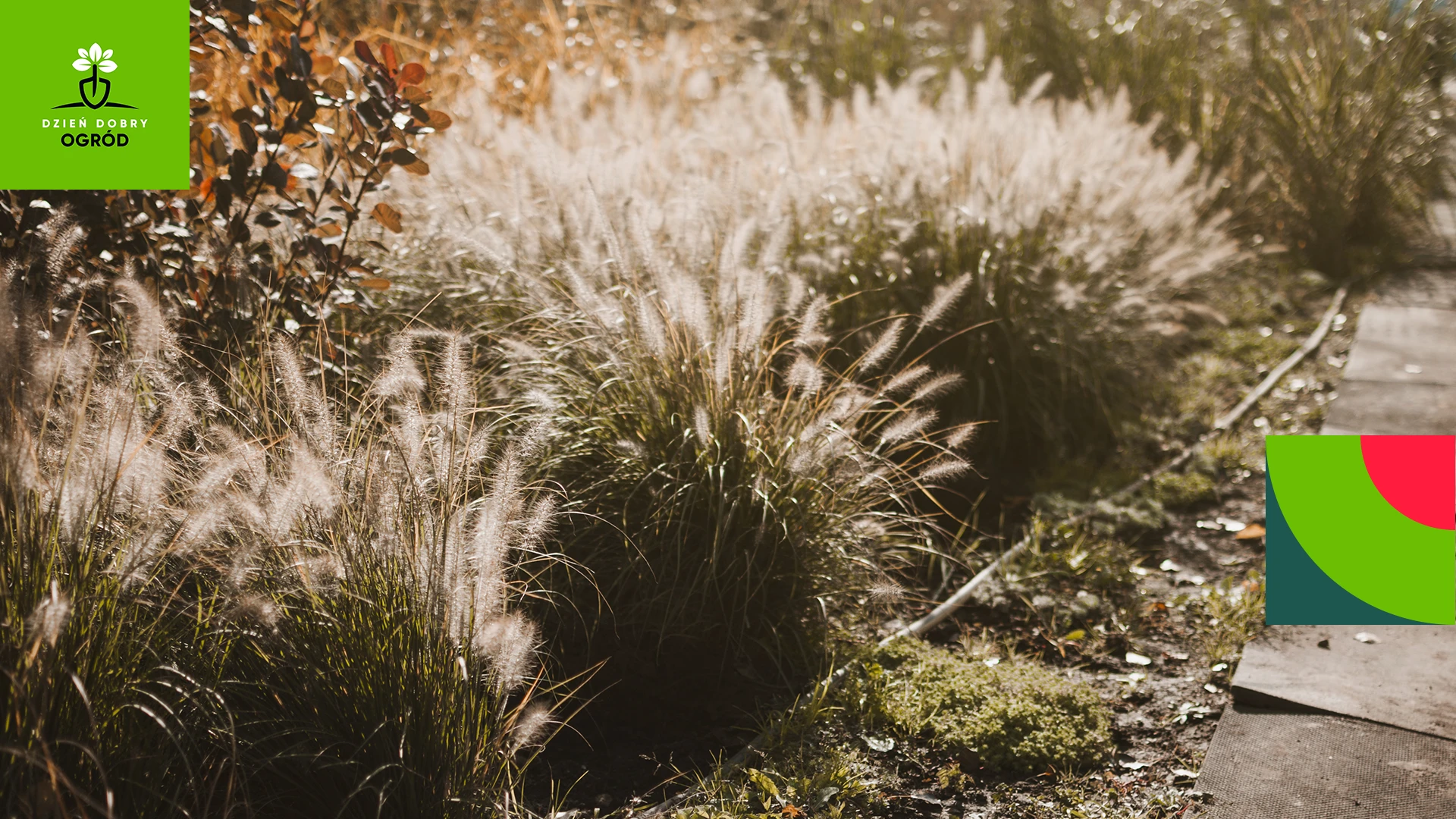 Trawy ozdobne niskie – 8 gatunków do słońca i cienia