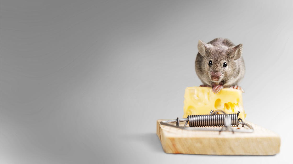 Sposób na mysz w domu – jak pozbyć się niechcianego lokatora?