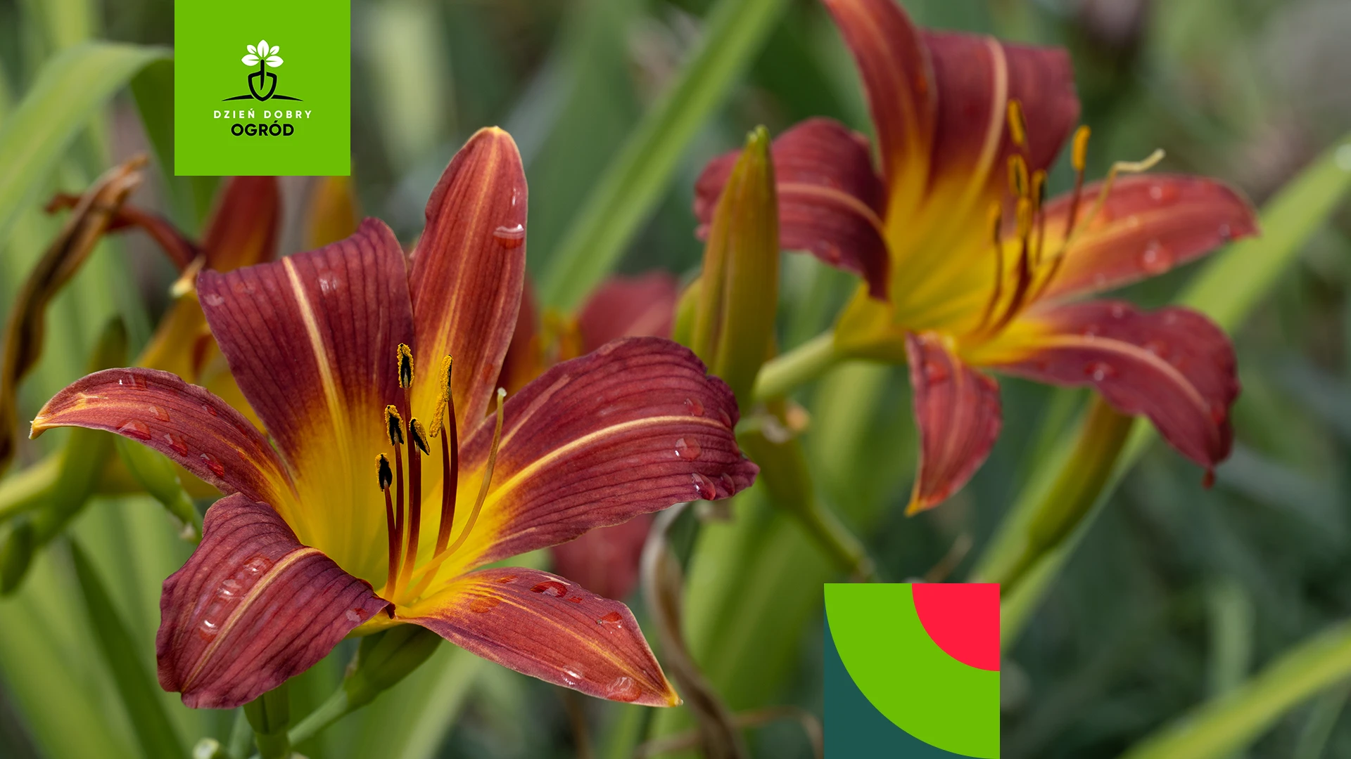 Kwiaty wieloletnie do ogrodu bez wykopywania. 10 gatunków do słońca i cienia