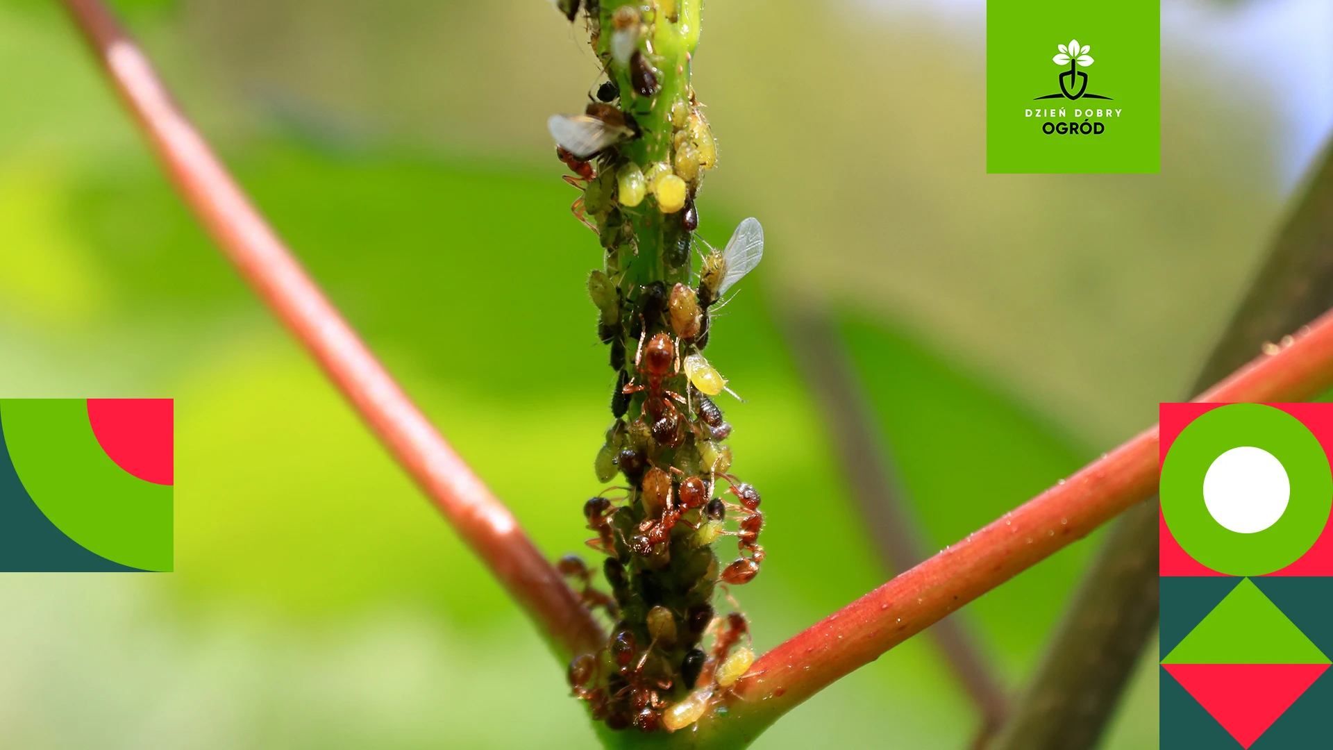Najskuteczniejszy preparat na mszyce. Wygoń szkodniki, zanim spustoszą Twój ogród