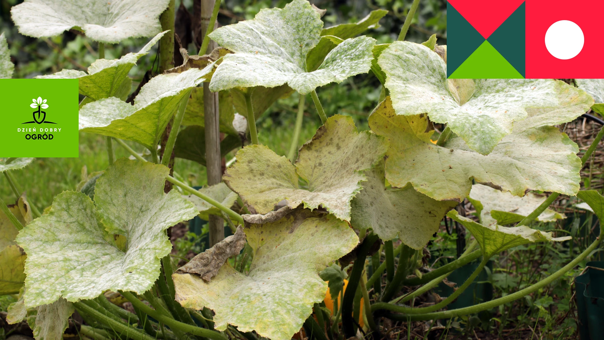 Mączniak prawdziwy i rzekomy – jak je zwalczać?