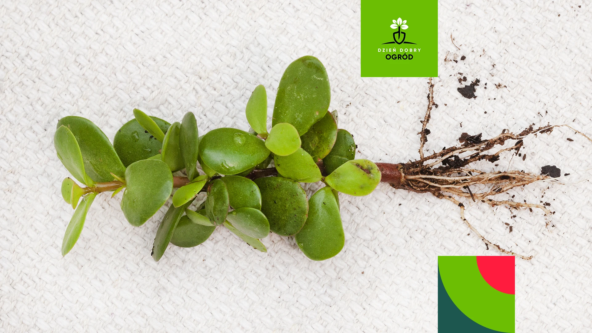 Ukorzeniacze do roślin. Rozmnażaj swoje kwiaty, drzewa i krzewy ze 100% skutecznością