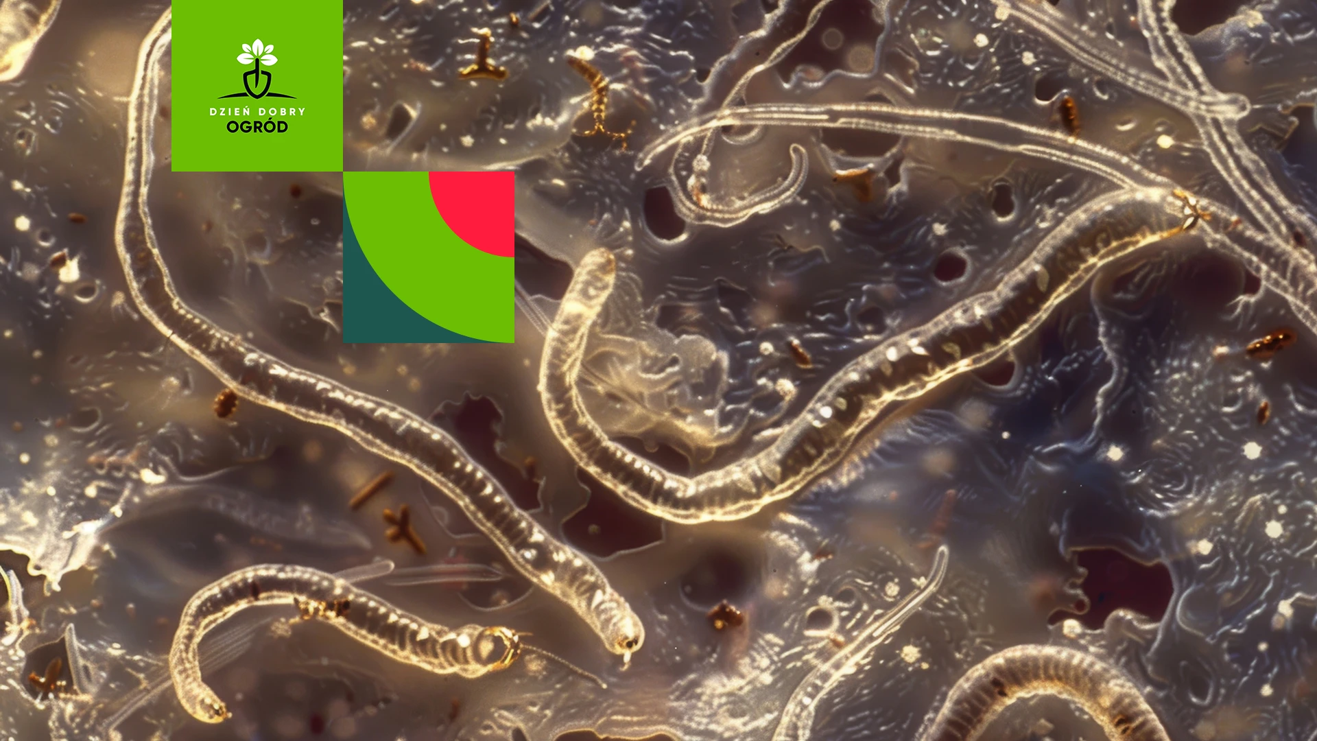 Nicienie na szkodniki. Przywróć równowagę biologiczną w swoim ogrodzie