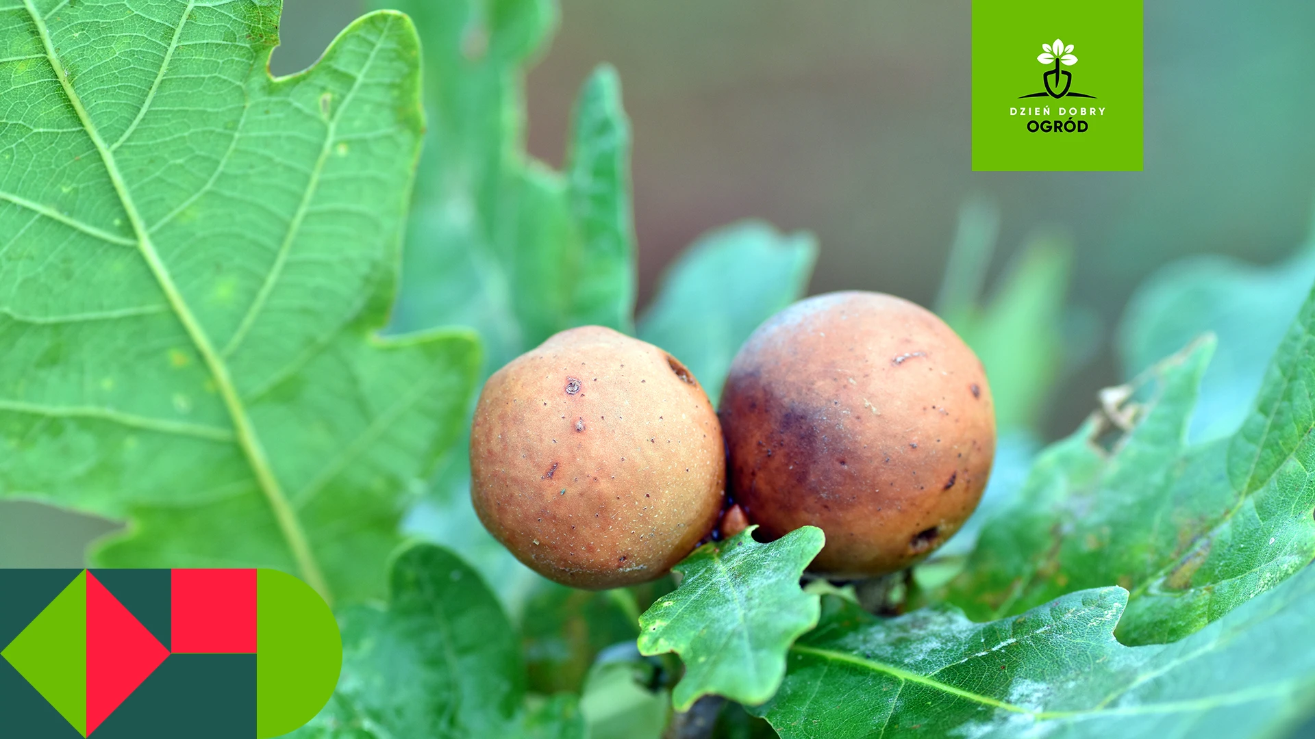 Galasy – martwić się czy nie? Kiedy stanowią zagrożenie i jak sobie z nimi poradzić?