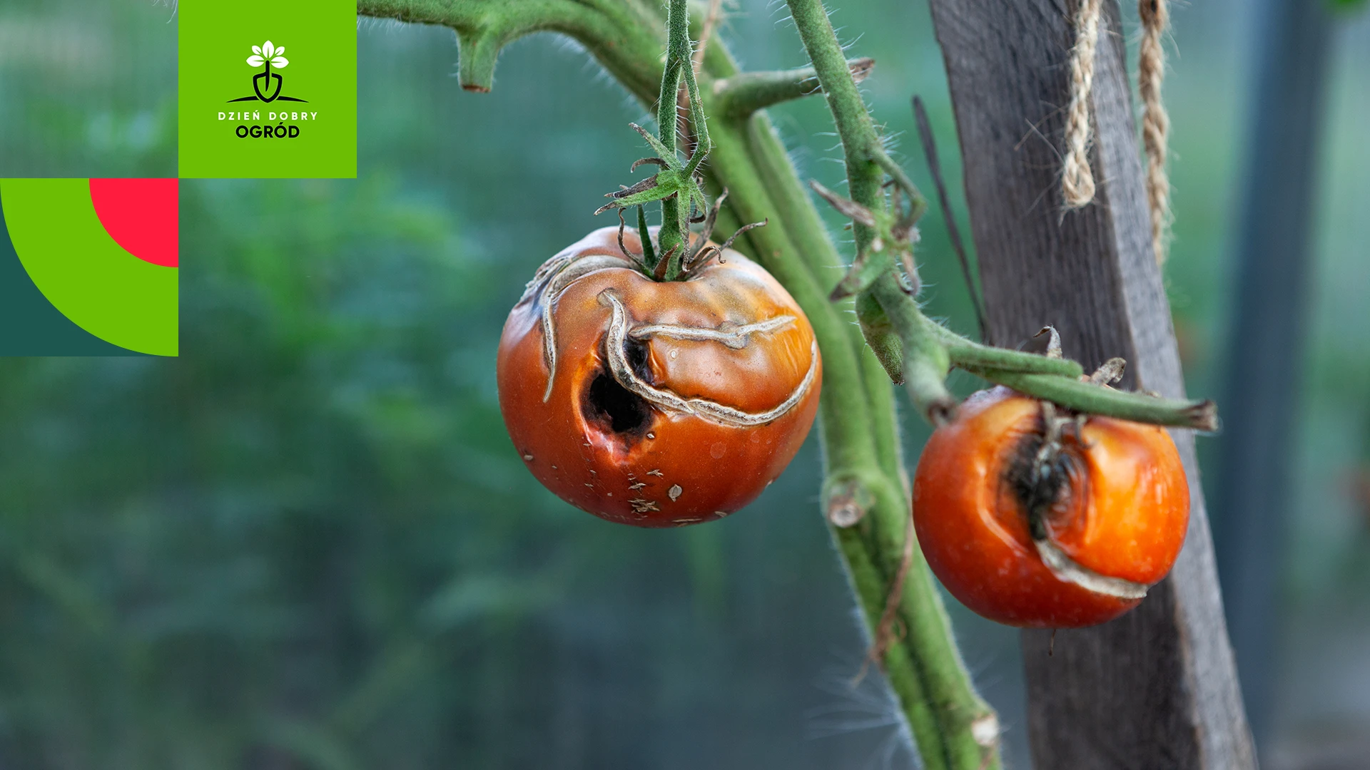 Zaraza ziemniaczana na pomidorze. Rozpoznaj, zwalcz i zapobiegaj