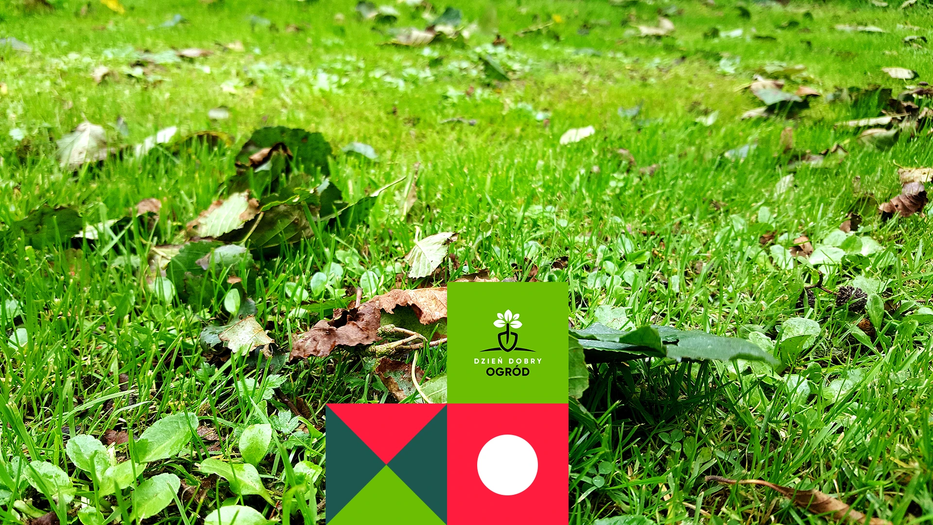 Trawnik pełen chwastów i trudny w pielęgnacji? Poznaj alternatywę dla tradycyjnego trawnika