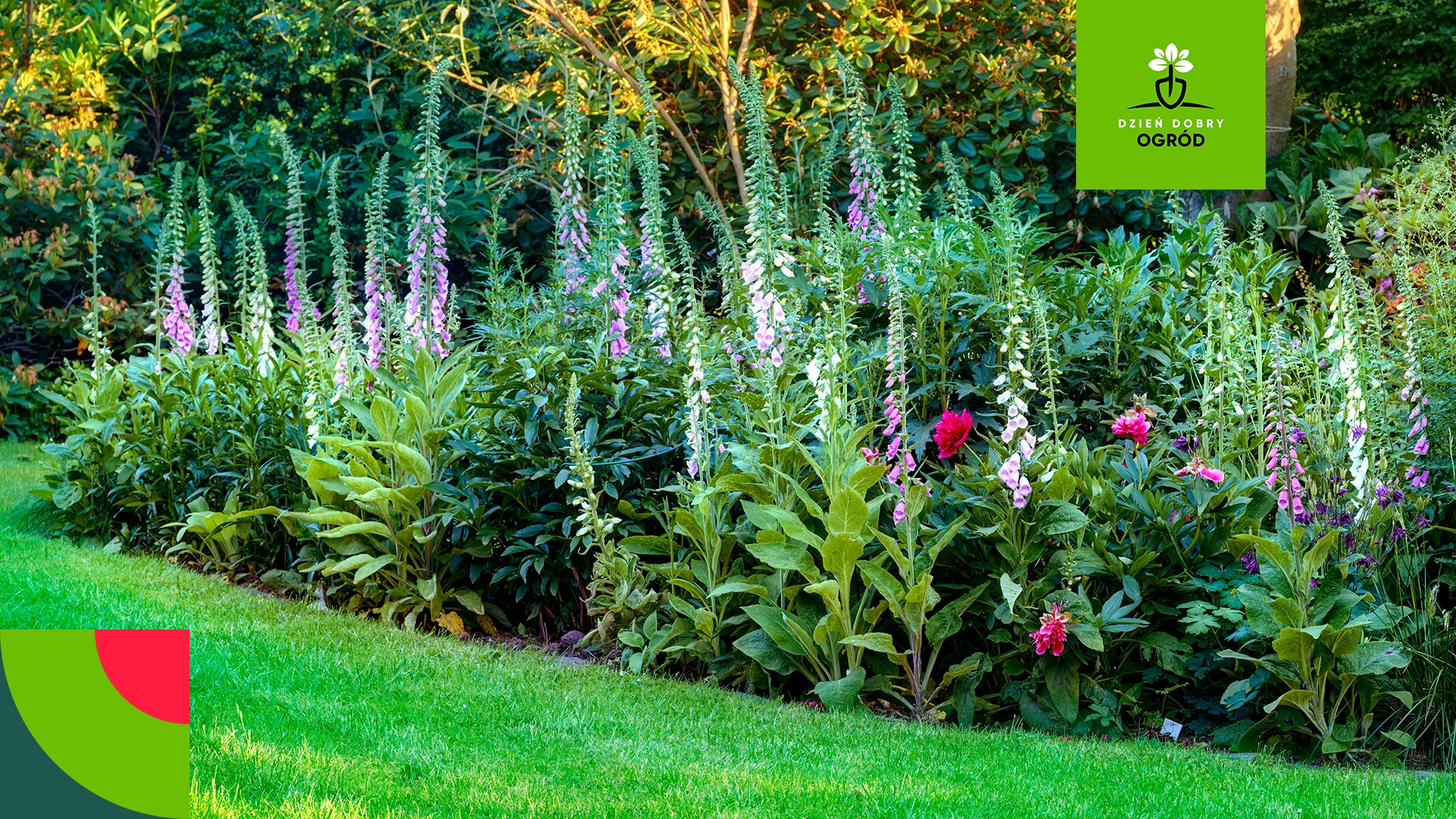 Byliny nie kwitną jak na zdjęciach? Odkryj przyczyny słabego kwitnienia roślin wieloletnich