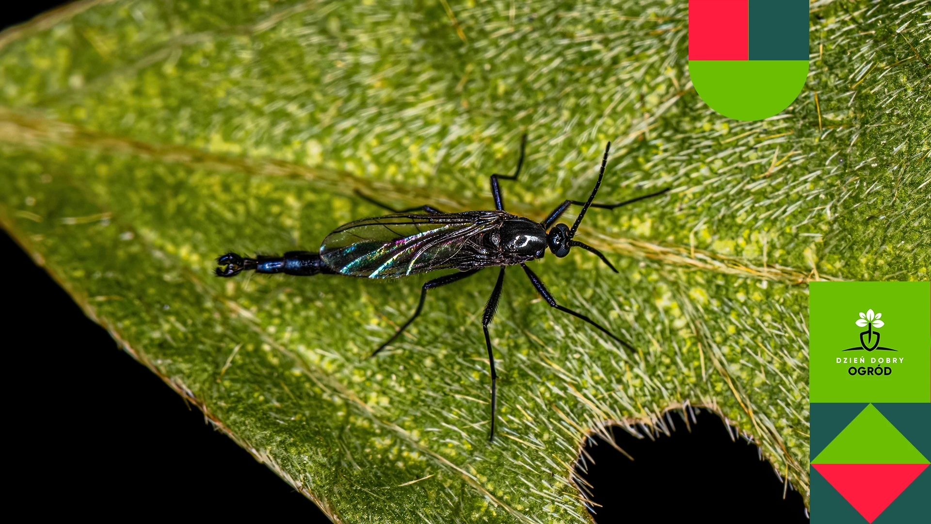 Dziwne małe czarne muszki w doniczkach. Skąd się biorą? Czy to ziemiórki?