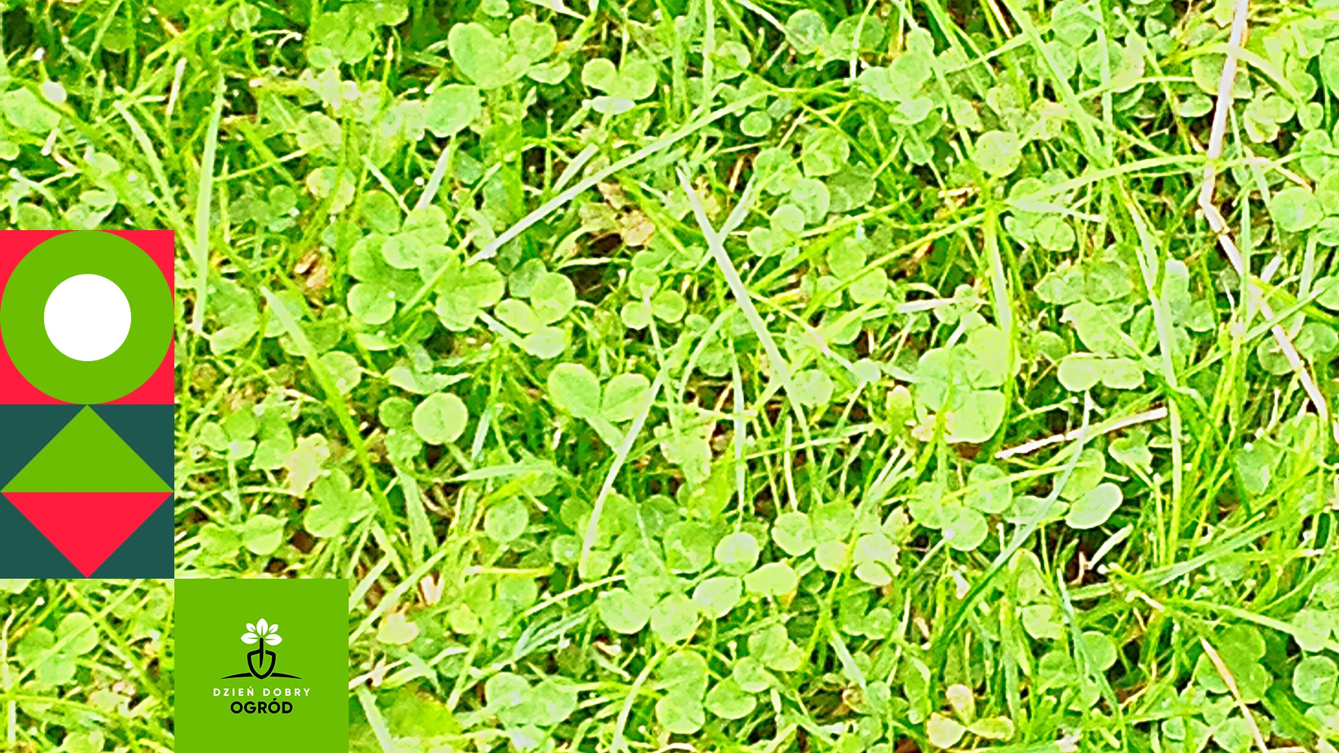 Mikrokoniczyna – naturalne rozwiązanie problemów z trawnikiem. Przewodnik kompleksowy dla zielonego zdrowego dywanu