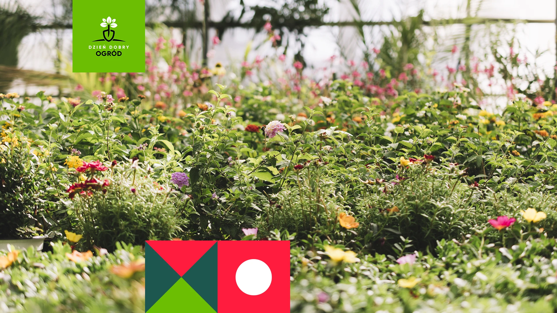 Jak zapewnić bylinom obfite i długie kwitnienie? Kompletny przewodnik po pielęgnacji