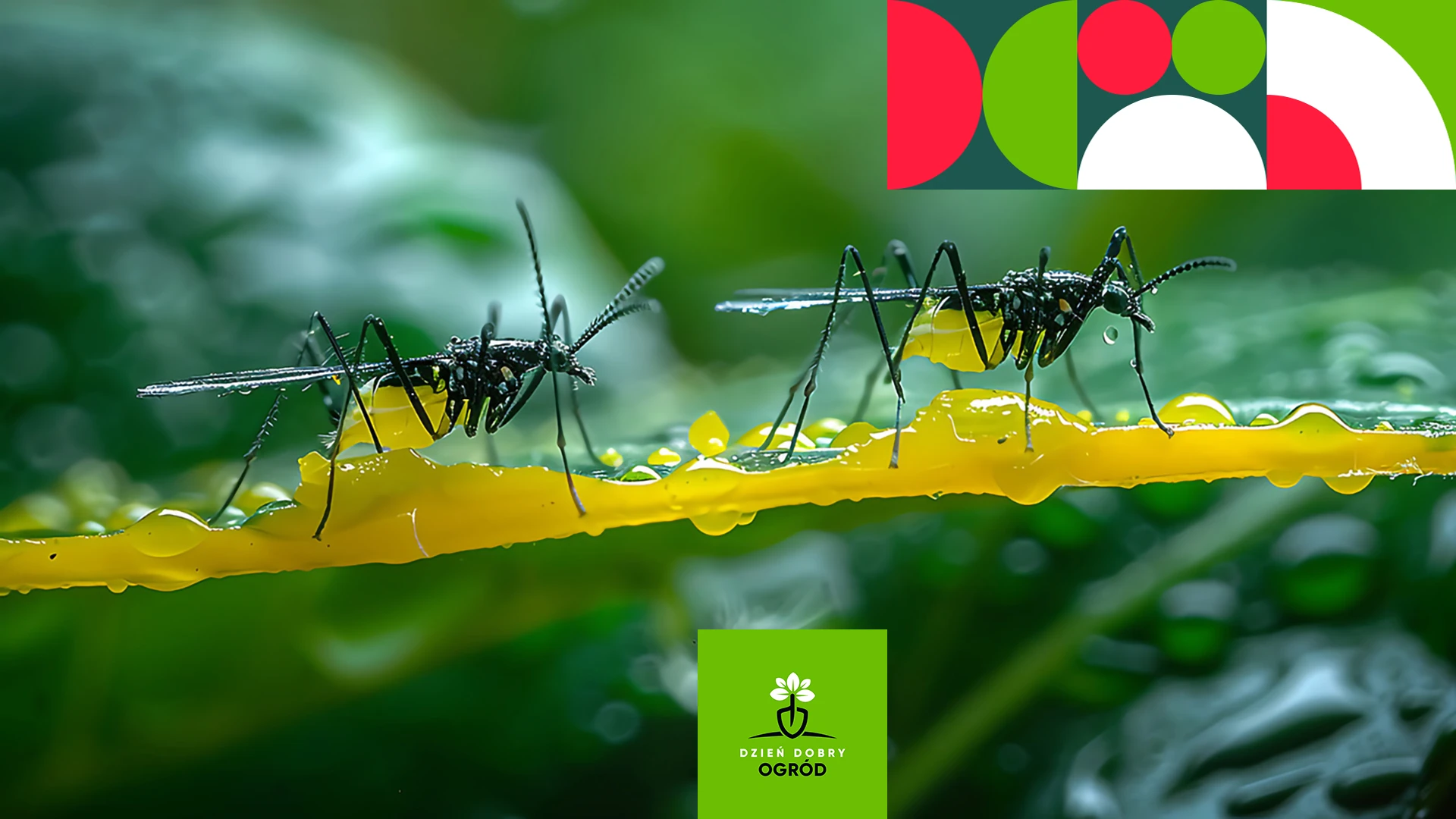 Jak pozbyć się ziemiórek? 8 sprawdzonych metod dla każdego ogrodnika