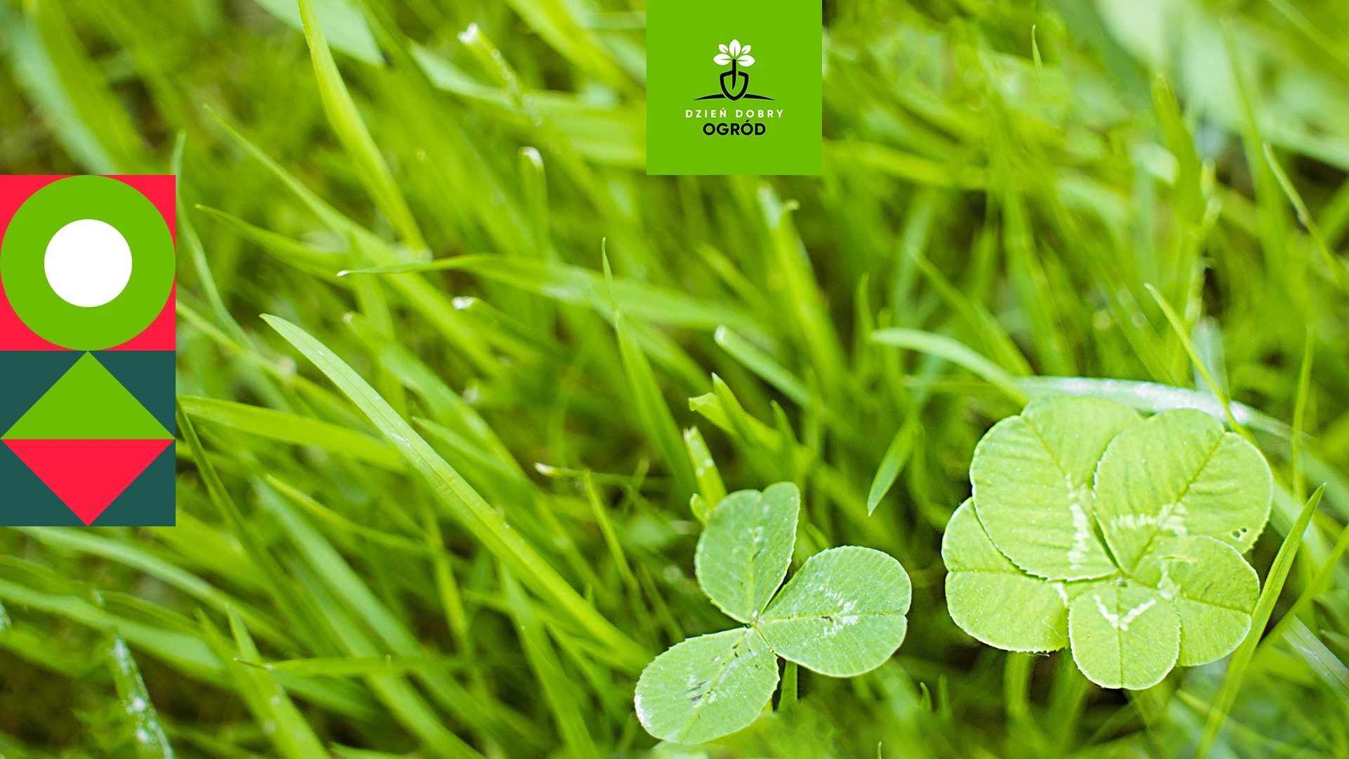 Jakie nasiona mikrokoniczyny wybrać? Porównanie dostępnych odmian