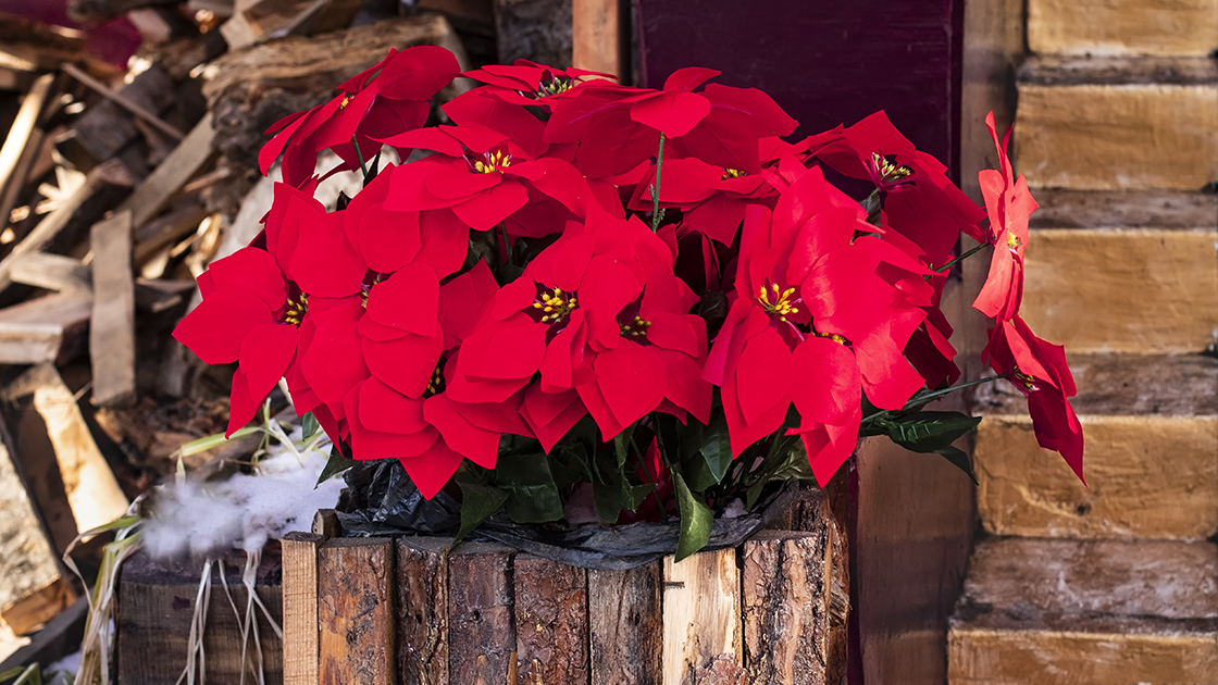 Jak pielęgnować gwiazdę betlejemską w domu? Najważniejsze zasady uprawy