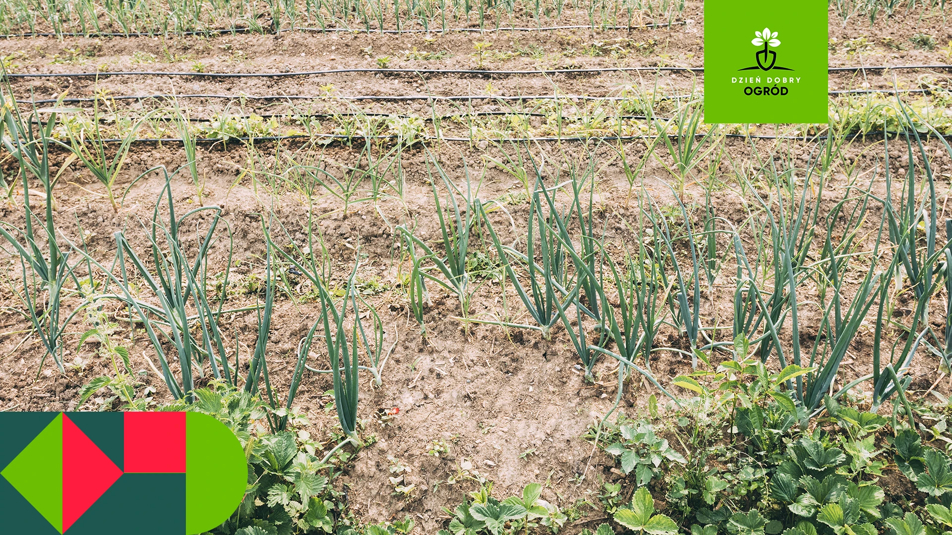 Dlaczego rośliny w ogrodzie usychają i giną? Tajemnicze zniszczenia korzeni