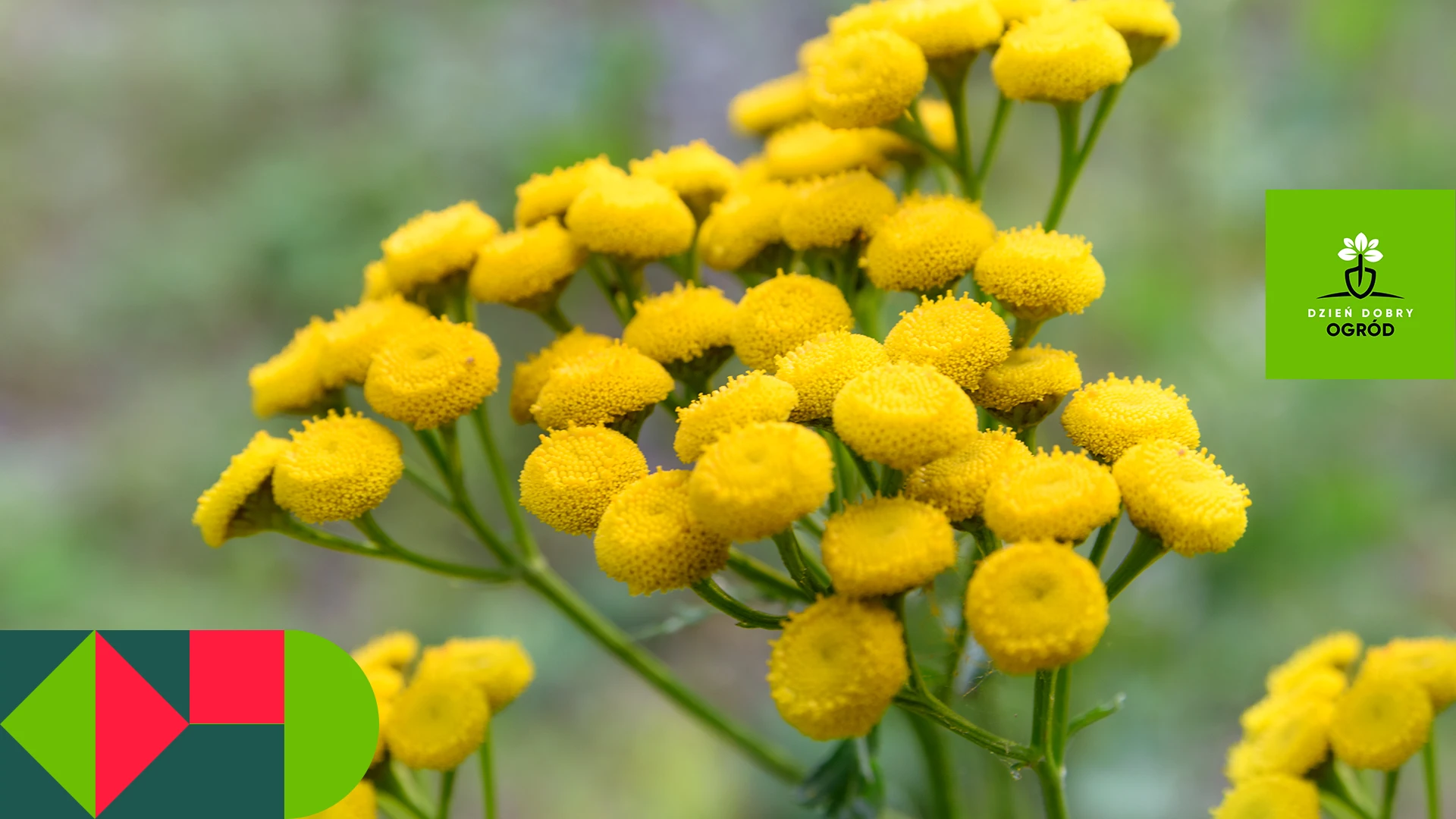 Ekstrakt z wrotyczu – jak stosować przeciwko pędrakom i opuchlakom?