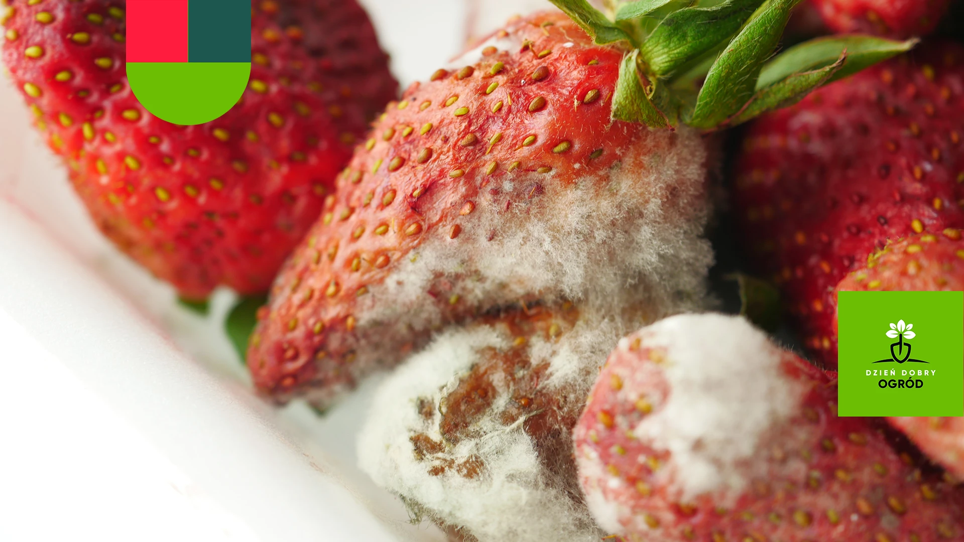 Opryski na szarą pleśń – najskuteczniejsze preparaty. Kompleksowa ochrona Twoich roślin