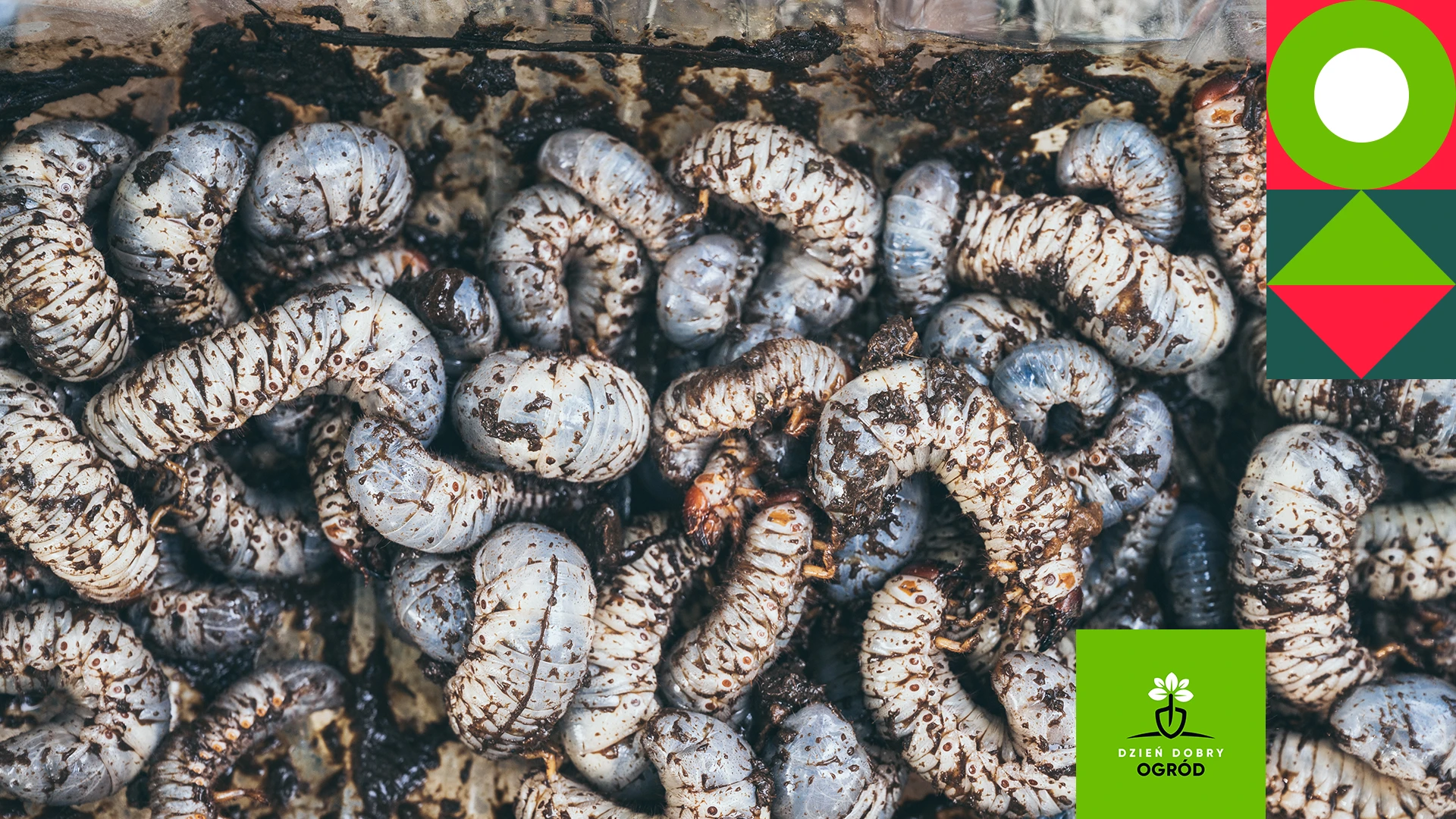 Skuteczne metody zwalczania szkodników glebowych – pędraki i opuchlaki
