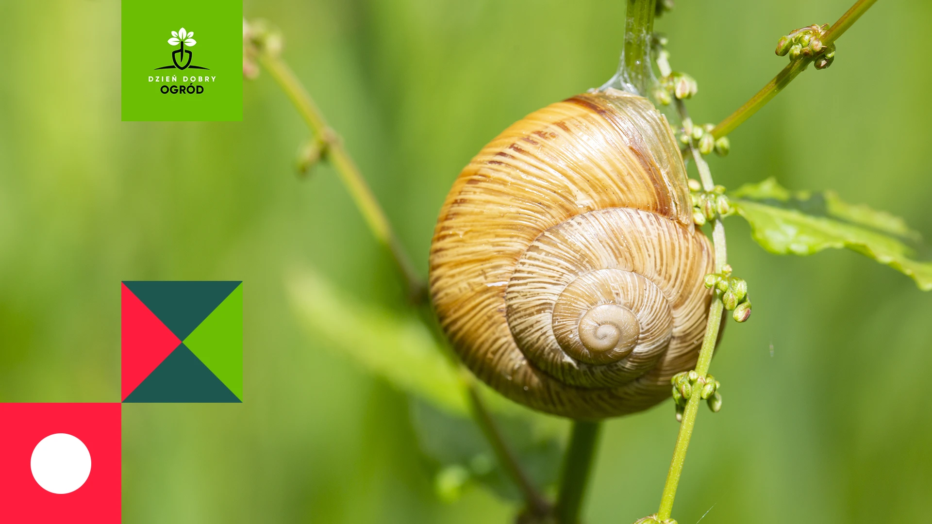 Dlaczego rośliny w ogrodzie są niszczone przez szkodniki mimo regularnego opryskiwania?