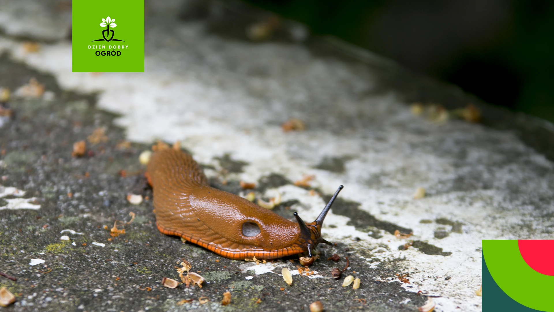 Naturalne metody mechanicznego zwalczania szkodników w ogrodzie