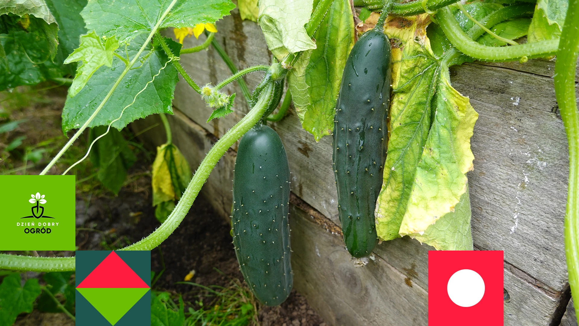Moc Obfitości – nawóz rozpuszczalny do ogórków. Testujemy!