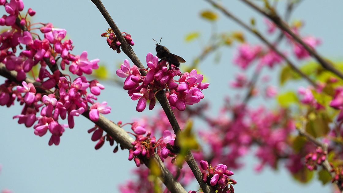 Judaszowiec – uprawa i pielęgnacja tego czarującego drzewa