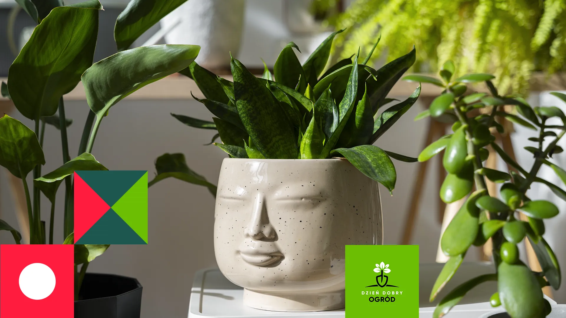 Rośliny doniczkowe zimą – jak zabezpieczyć je na parapecie i balkonie?