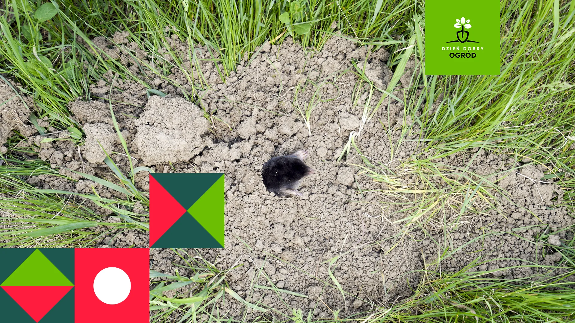 Skuteczny sposób na kreta – jak pozbyć się niechcianego gościa z ogrodu?