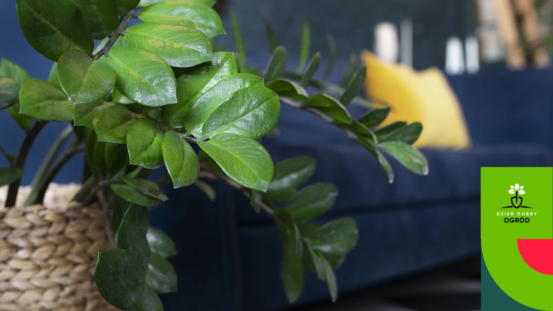 Najlepszy nawóz do roślin zielonych - do SPR + FILM