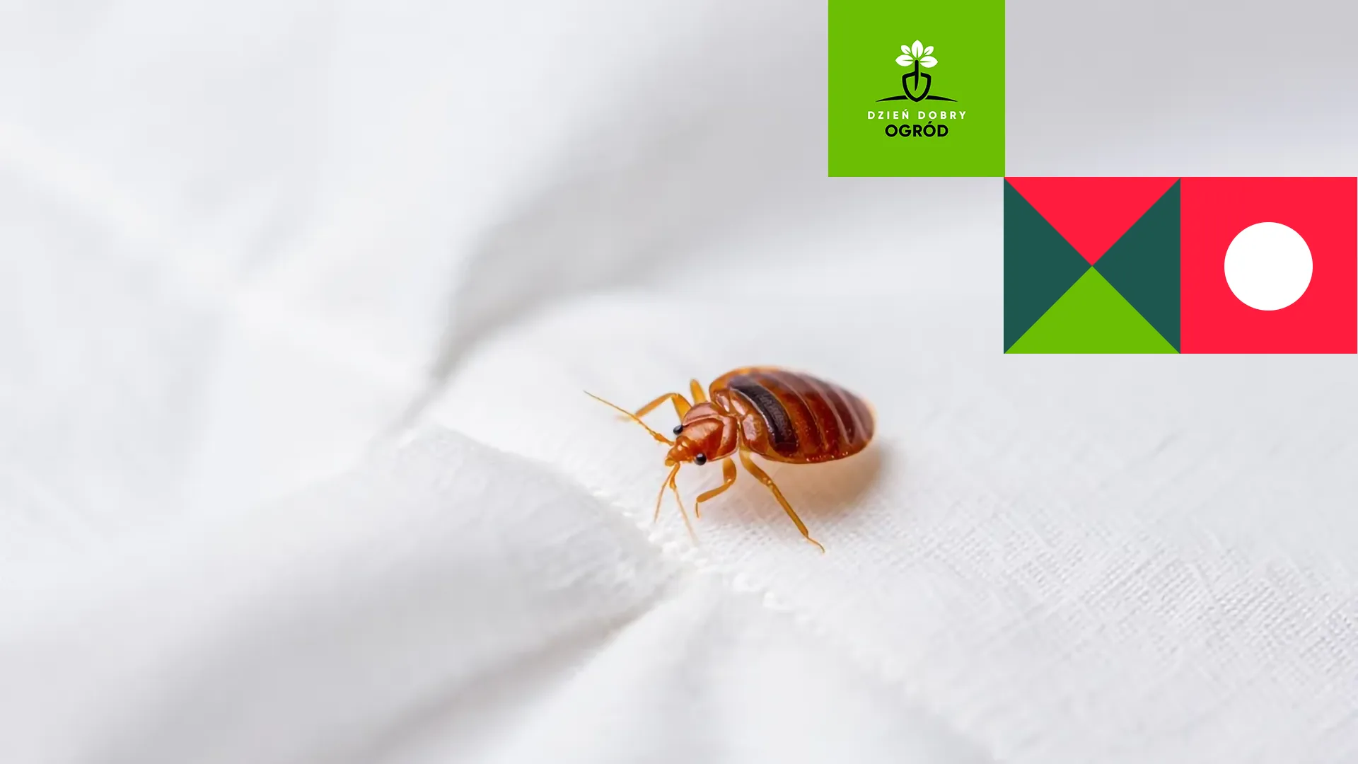 Pluskwy - jak się ich pozbyć? Metody zwalczania pluskiew