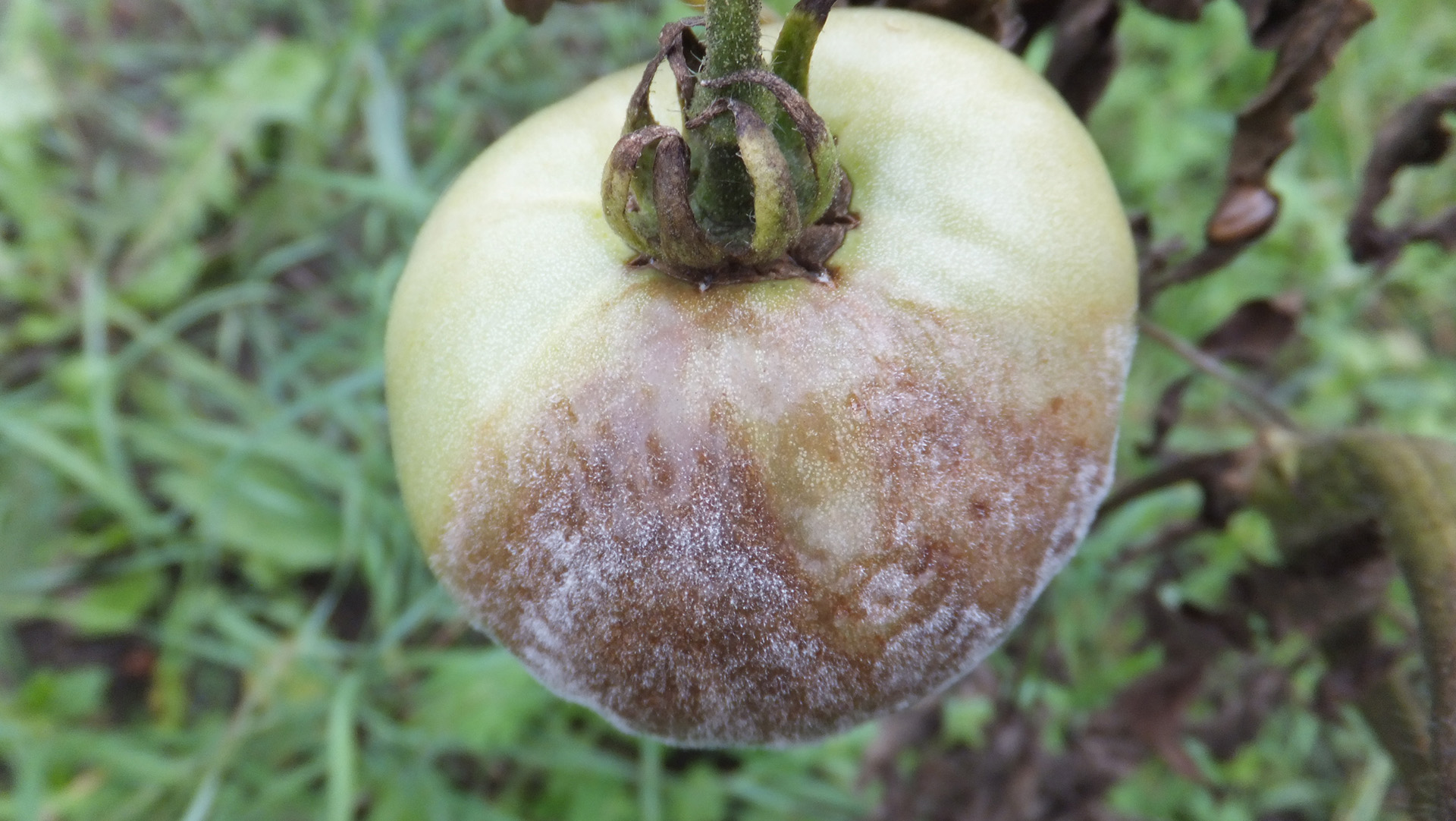 Zaraza ziemniaka - co to jest i jak się jej pozbyć?