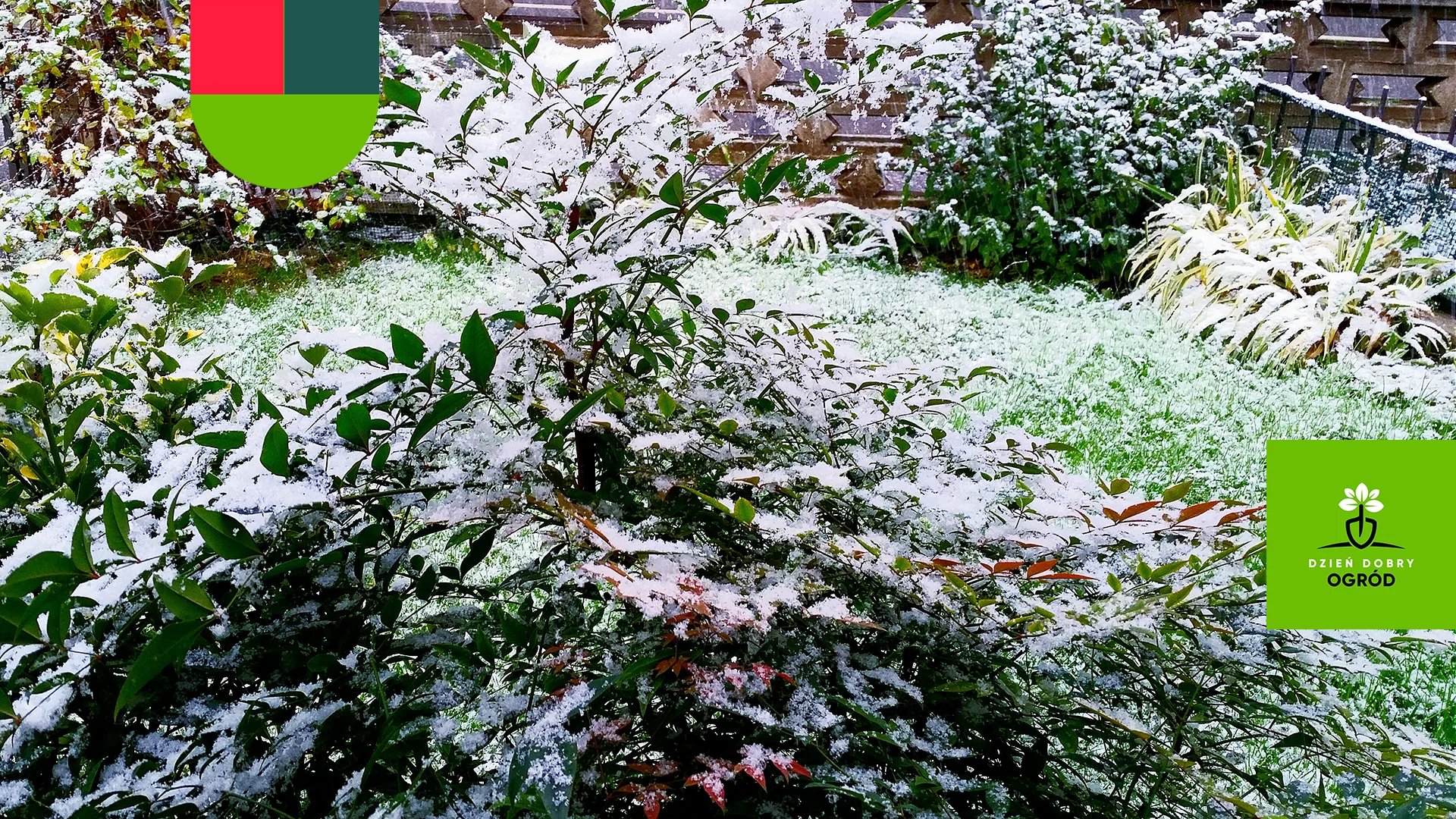 Podlewanie roślin w ogrodzie podczas zimy - Kompleksowy przewodnik - DO SPR + FILM