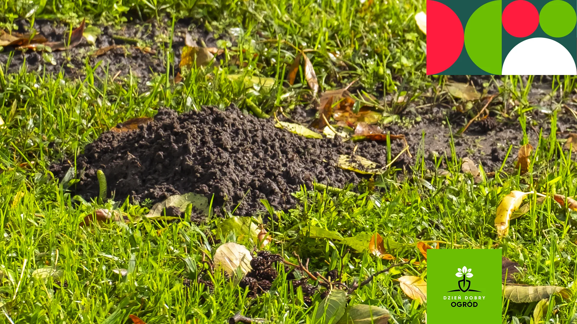 Preparat na krety – który wybrać? Pozbądź się skutecznie niechcianych gości z ogrodu