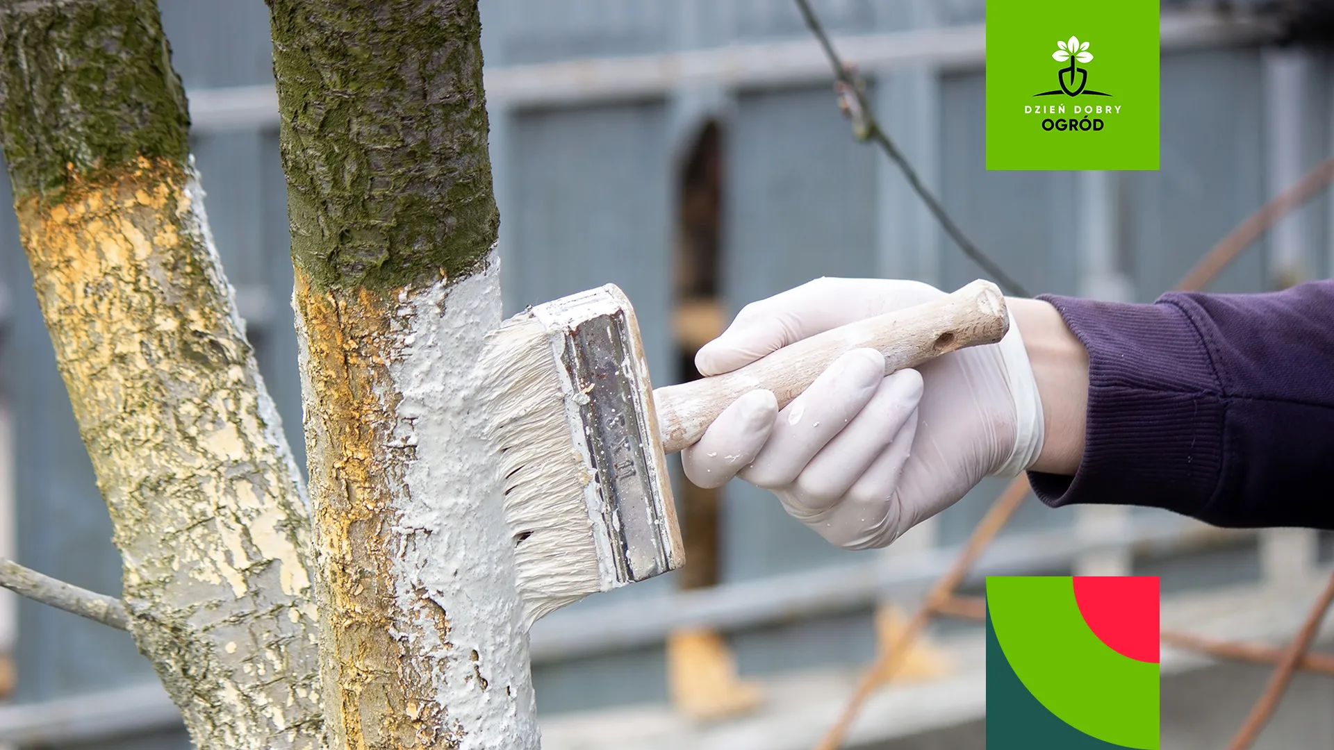 Bielenie pni drzew owocowych zimą – kompletny przewodnik dla ogrodników