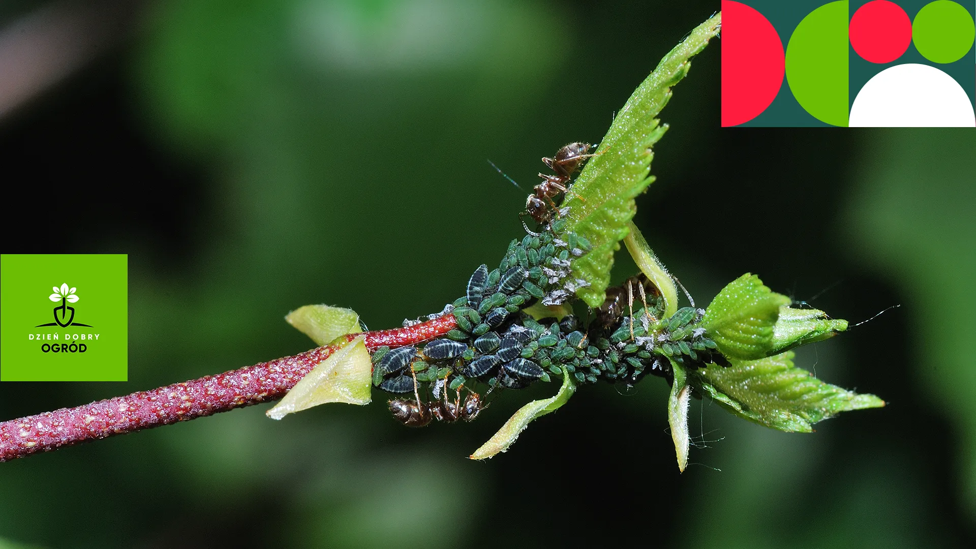 Szkodniki – dlaczego atakują osłabione rośliny